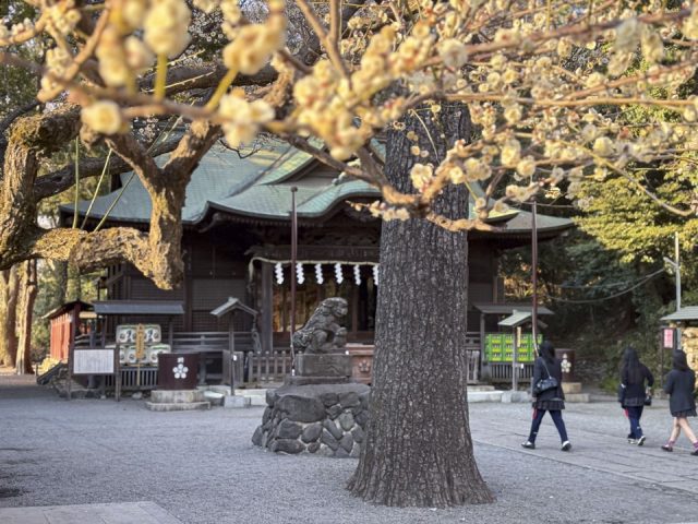 谷保天満宮の梅